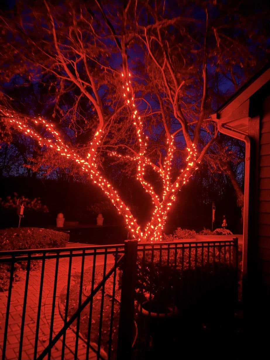 A backyard tree behind an iron fence with its trunk and branches wrapped in red lights