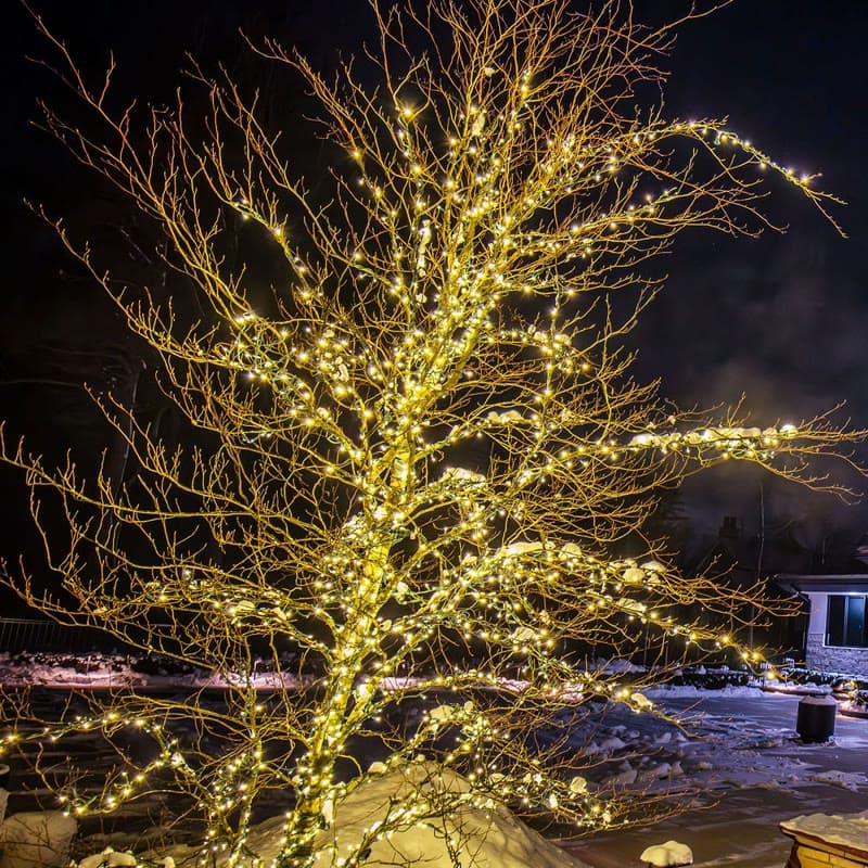A bare tree wrapped in warm white mini lights along every branch