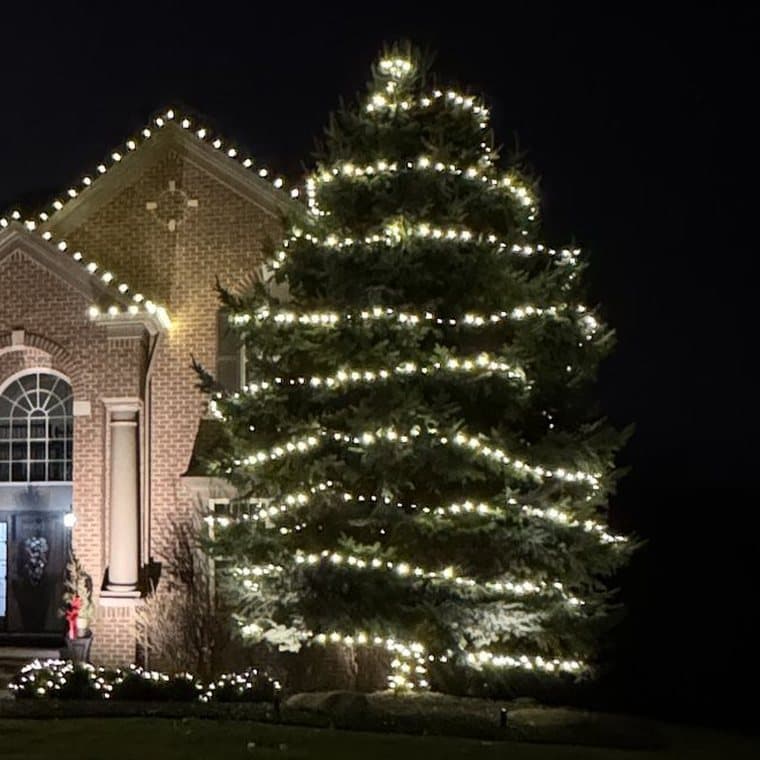 A tall spruce beside a brick home, wrapped in rings of warm white lights from the base to the top