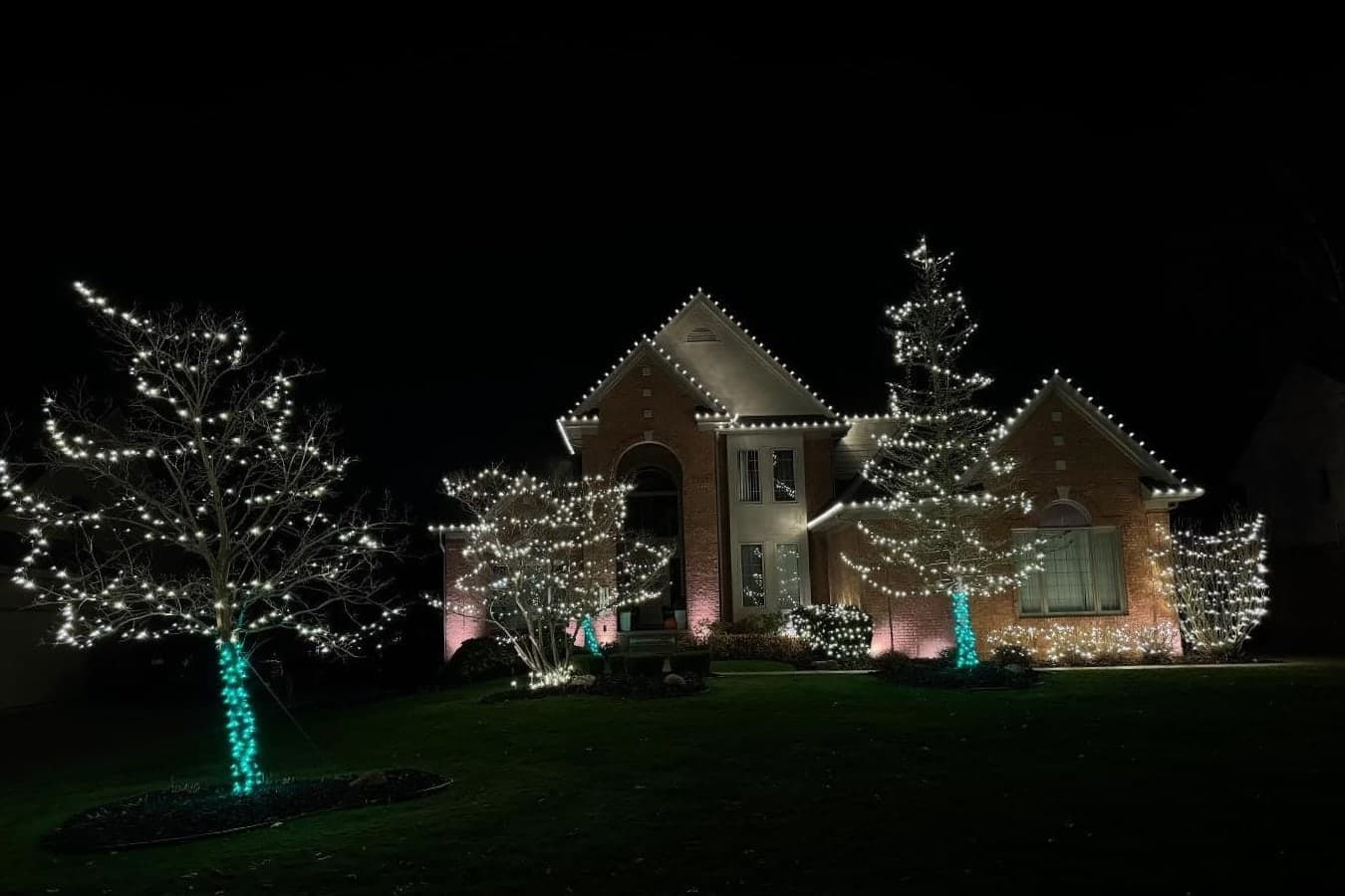 Trees wrapped in warm white Christmas lights